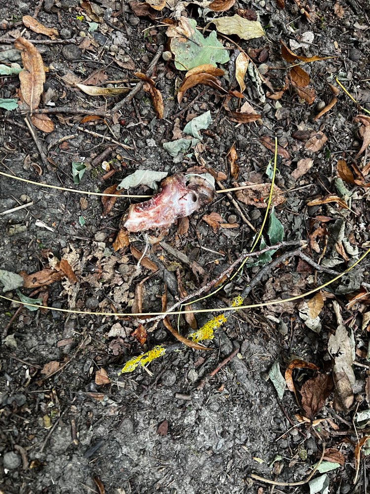 Giftköder-Giftköder Fleisch Stück-Profilbild