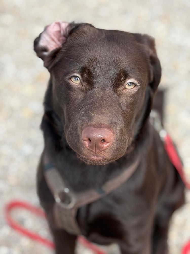 Hundetreffen-Socialwalk | gemeinsames Training-Profilbild