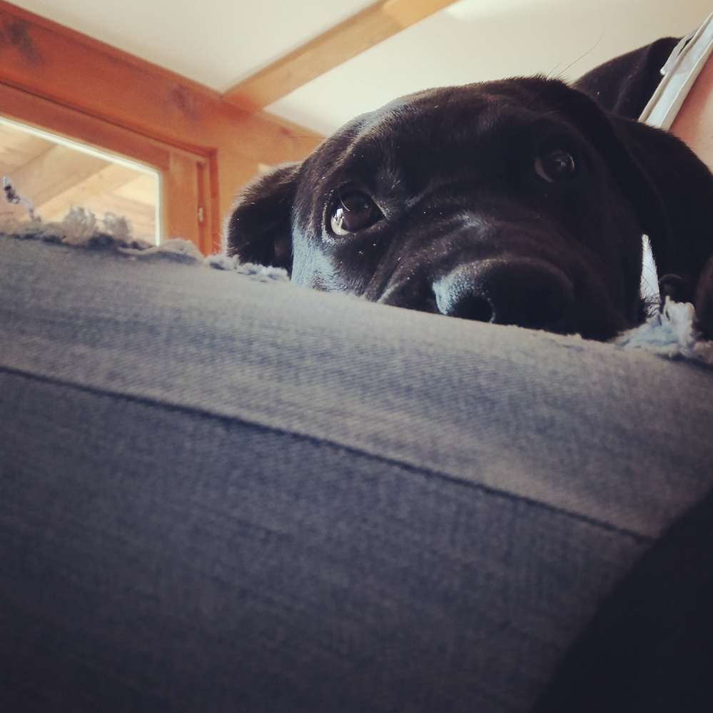 Hundetreffen-Welpentreff zum Spielen und austoben 😍-Profilbild