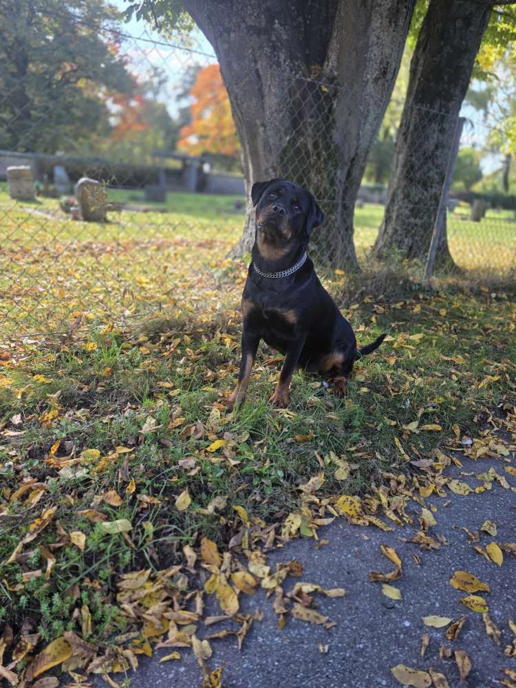 Hundetreffen-Gemeinsam spazieren gehen mit spielen und üben.-Profilbild