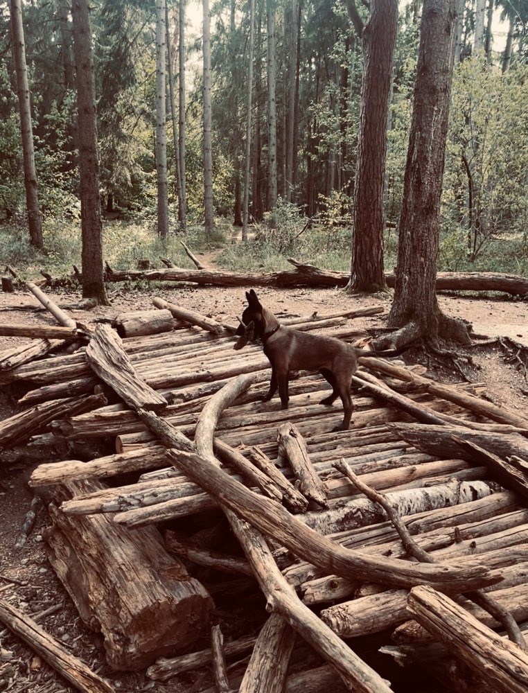 Hundetreffen-Sozialisierung mit andere Artgenossen-Profilbild