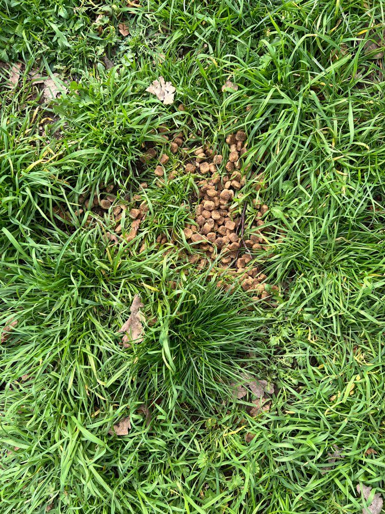 Giftköder-Trockenfutter-Profilbild