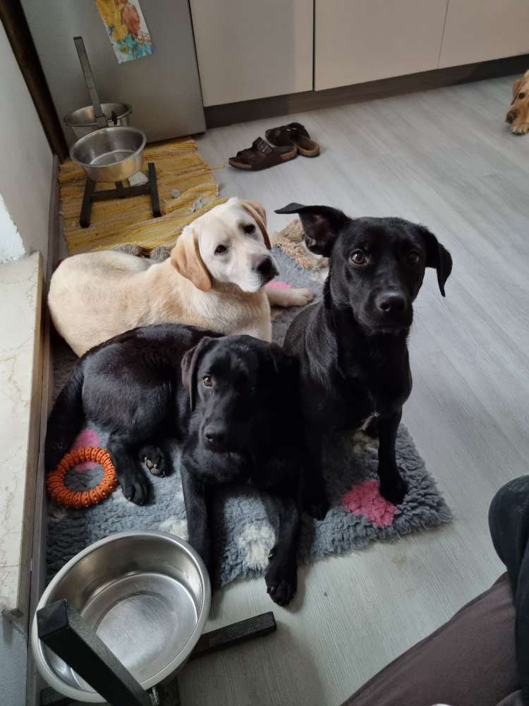 Hundetreffen-Suche Badesee/Bach um Wertingen-Profilbild