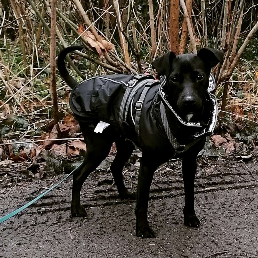 Hundetreffen-Spazierpartner gesucht-Profilbild