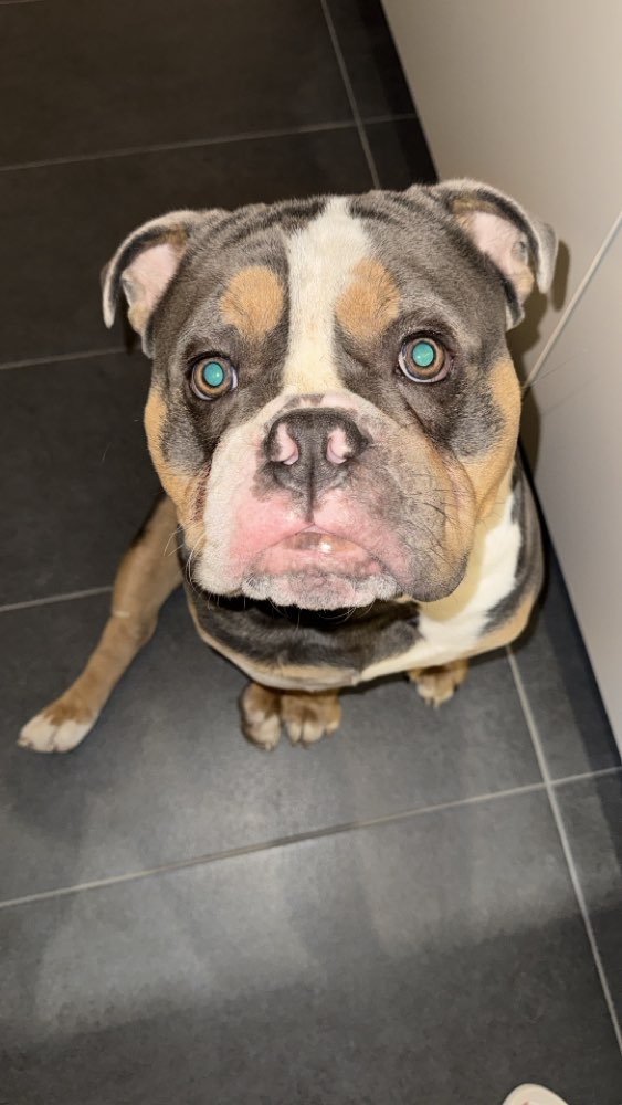 Hundetreffen-Gassirunden/Spielrunden-Profilbild