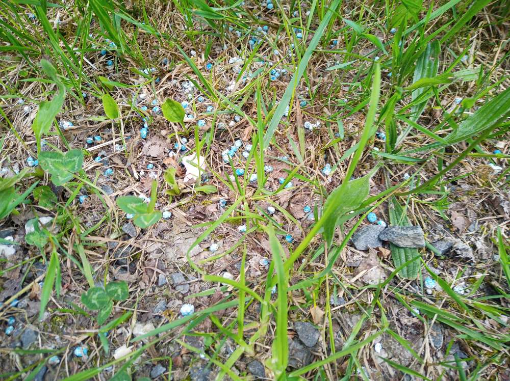 Giftköder-Blaue Schneckenkörner-Profilbild