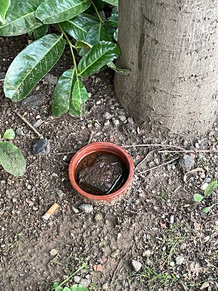 Giftköder-Tonschale mit Fleischstück-Profilbild