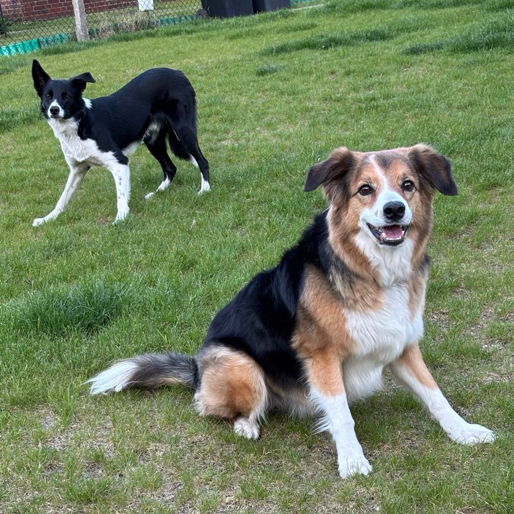 Hundetreffen-Gassirunde in der Natur-Profilbild