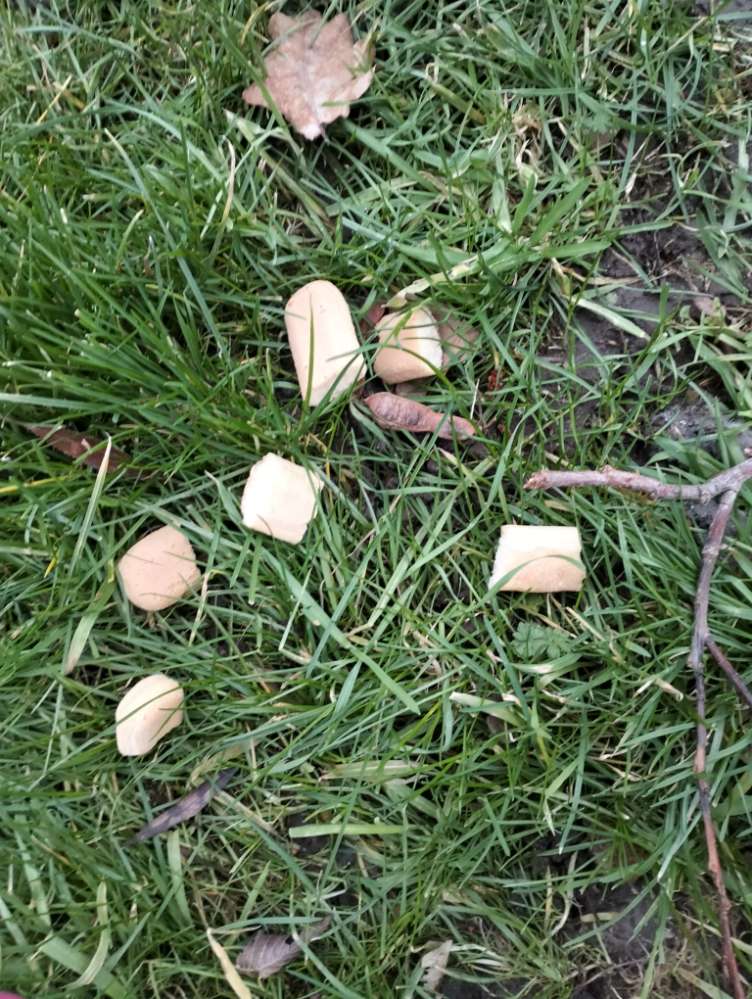 Giftköder-Loeffelbiskuit um Hundehaufen-Profilbild