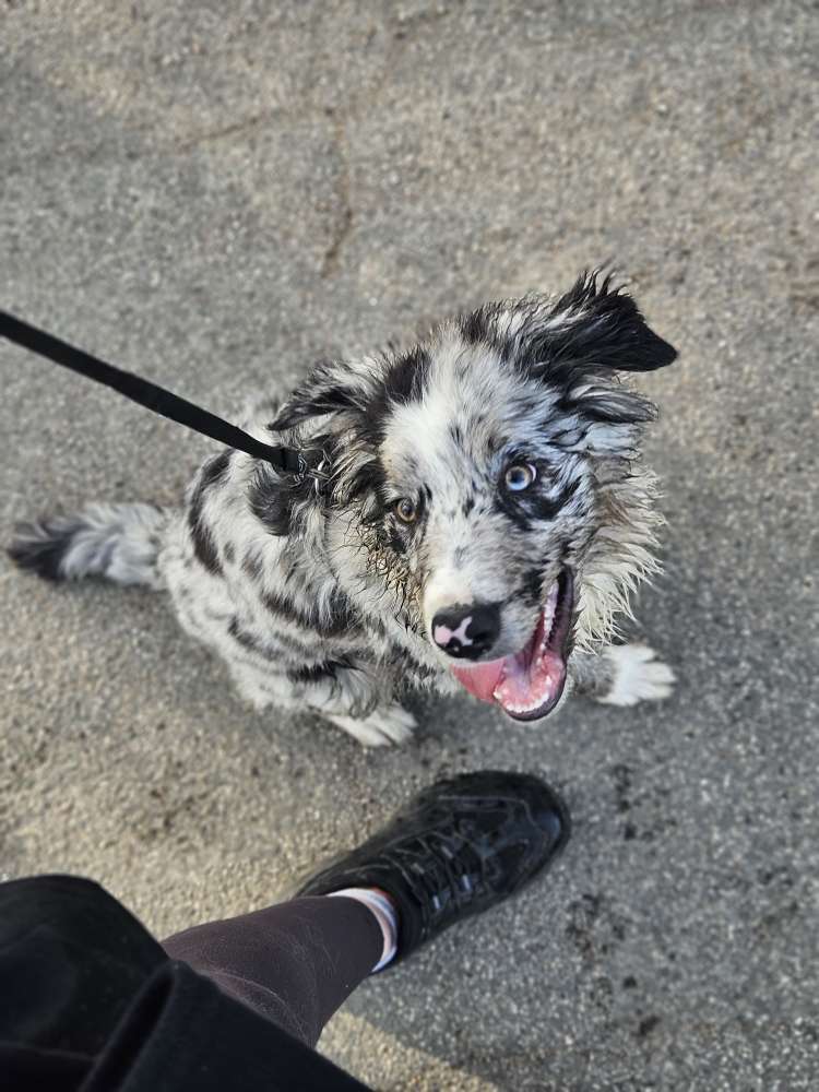 Hundetreffen-Gemeinsames Spazierengehen-Profilbild