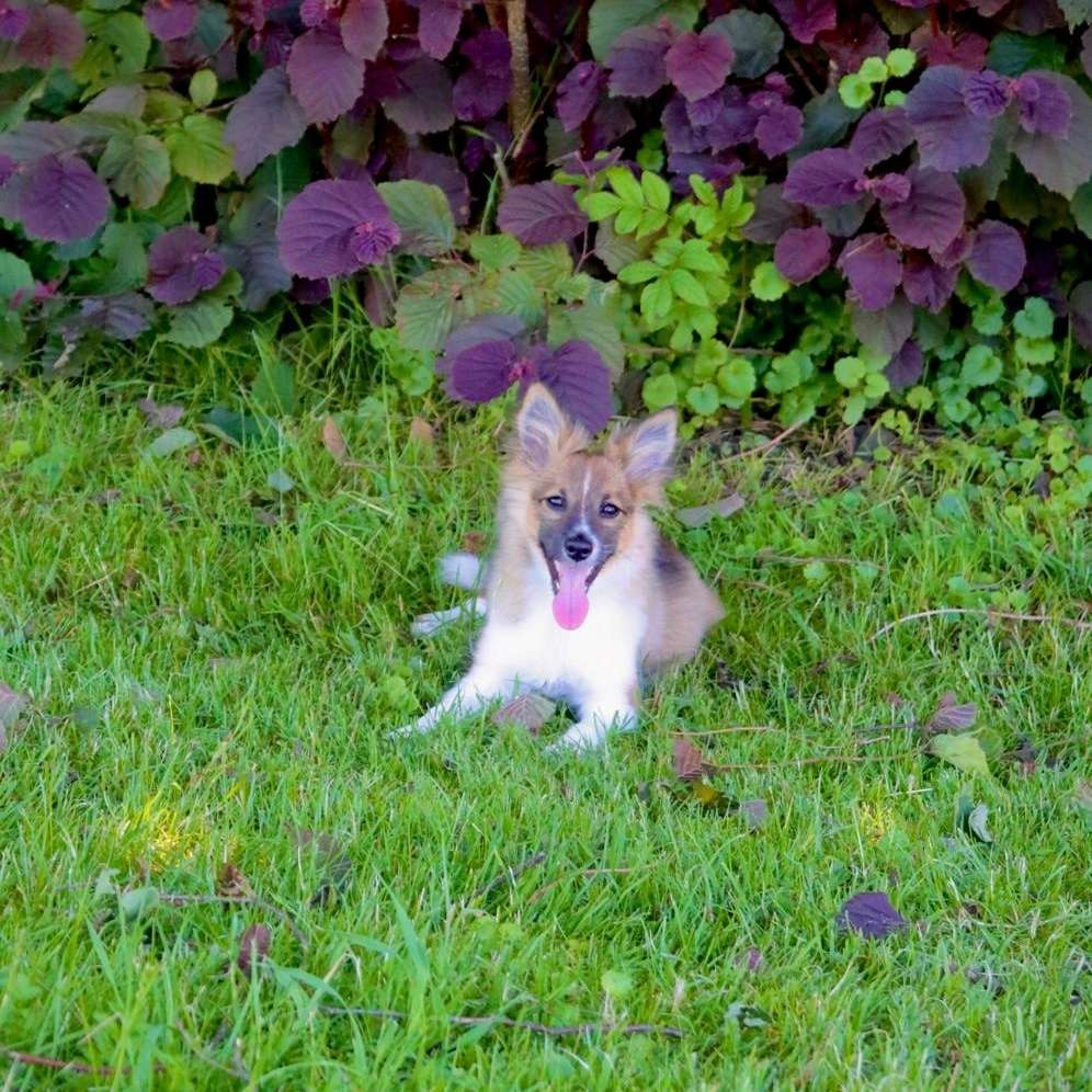 Hundetreffen-Welpentreffen-Profilbild
