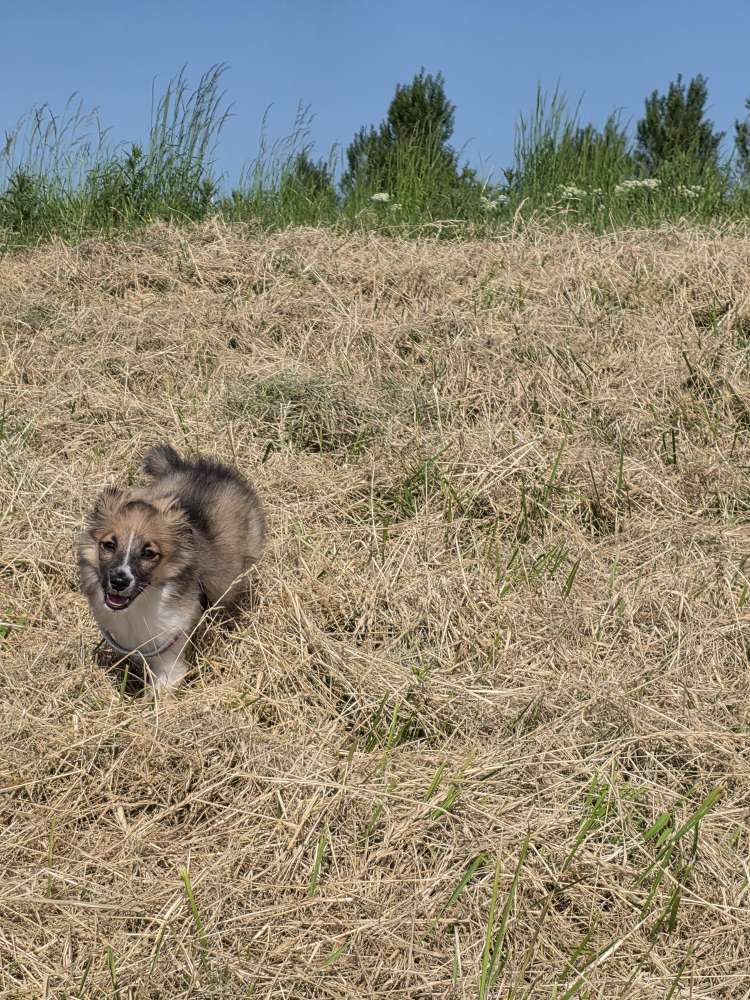 Hundetreffen-Welpentreffen-Profilbild