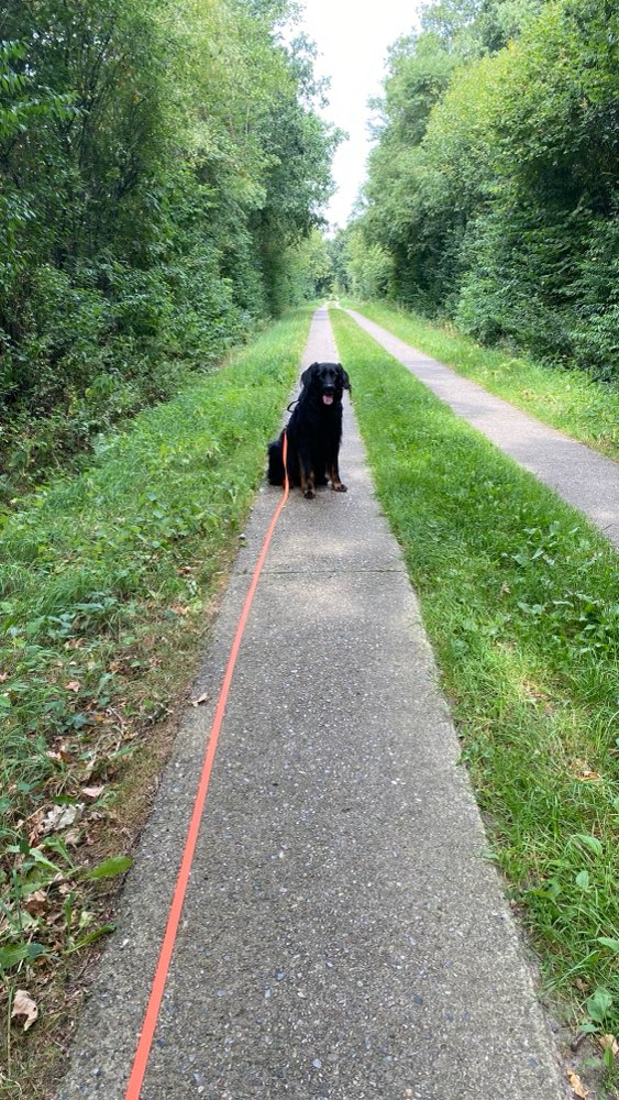 Hundetreffen-Gemeinsame Gassi Runden-Profilbild