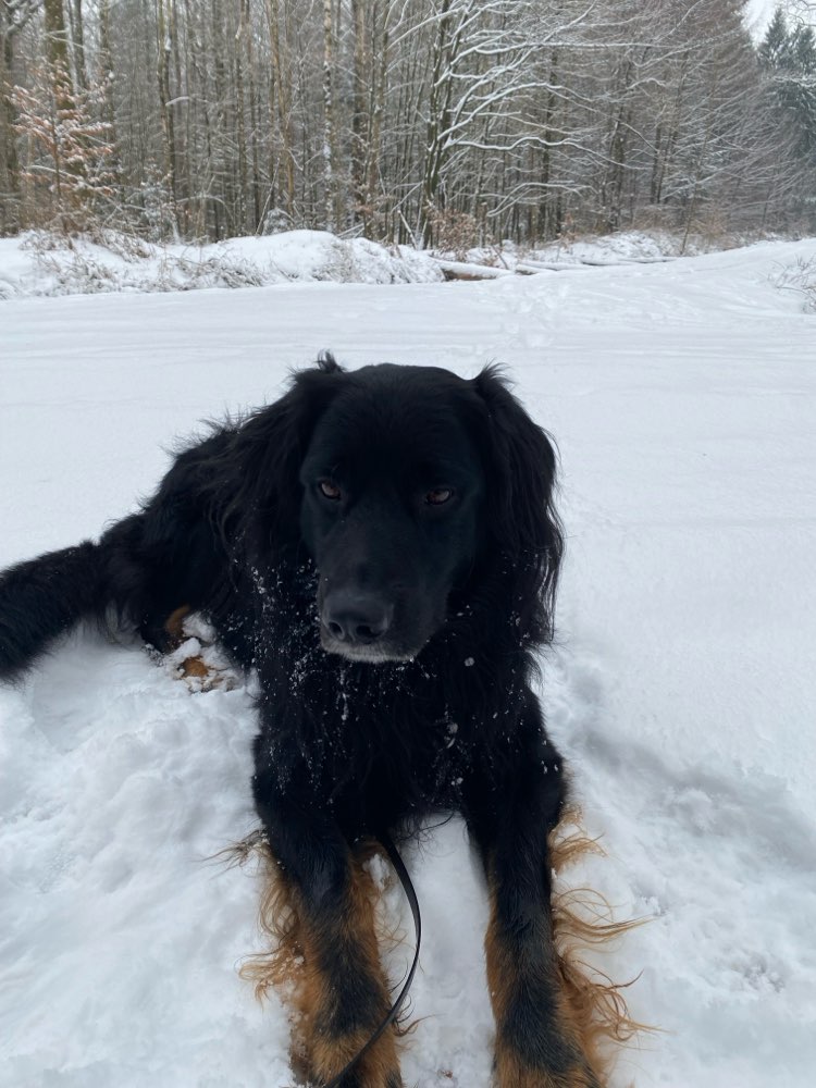 Hundetreffen-Gemeinsame Spaziergänge-Profilbild