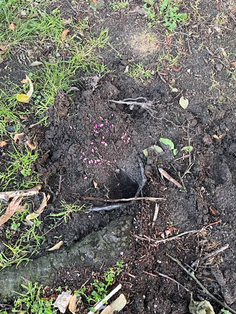 Giftköder-Rattengift in Brambauer-Profilbild