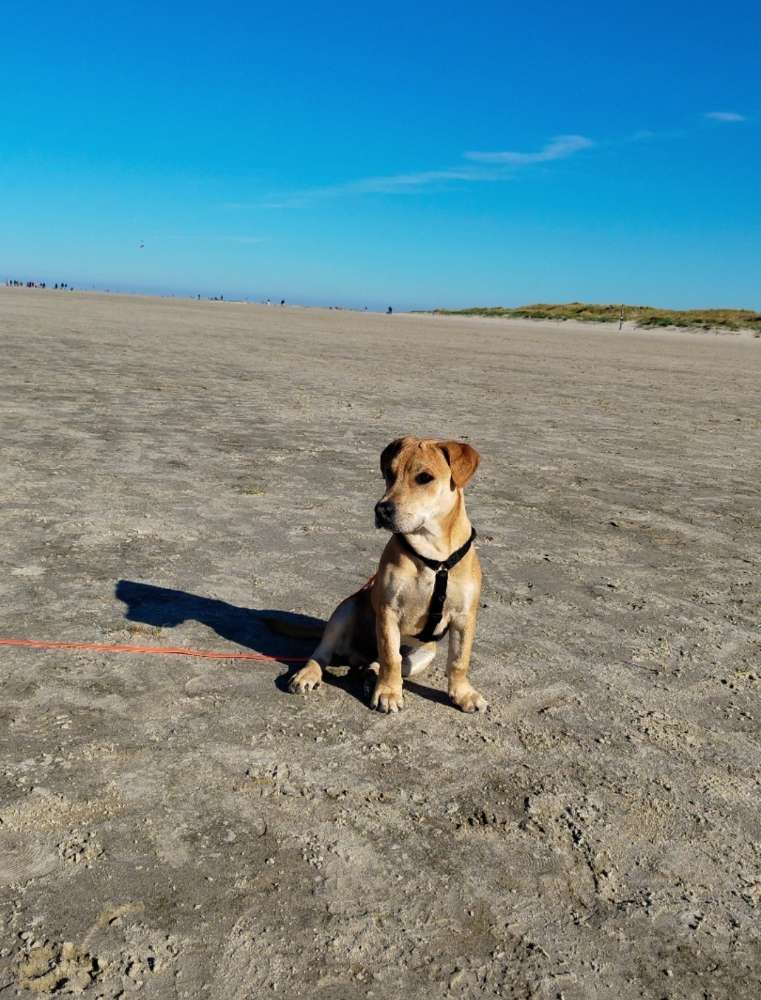 Hundetreffen-Trainingbuddys gesucht-Profilbild