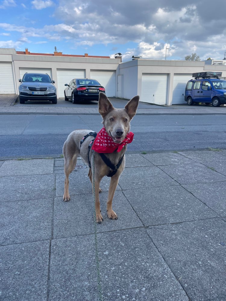 Hundetreffen-Gassirunde mit unserer Tierschutzhündin-Profilbild