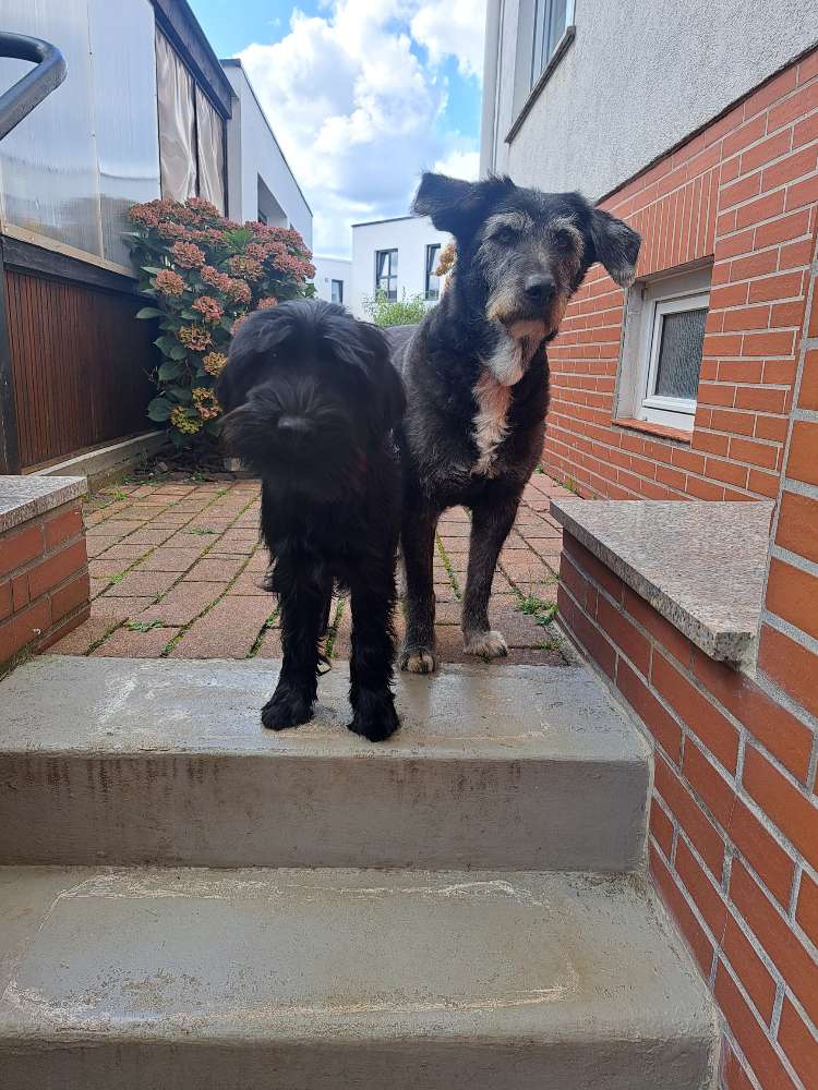 Hundetreffen-Spiel und Spass am Damm-Profilbild