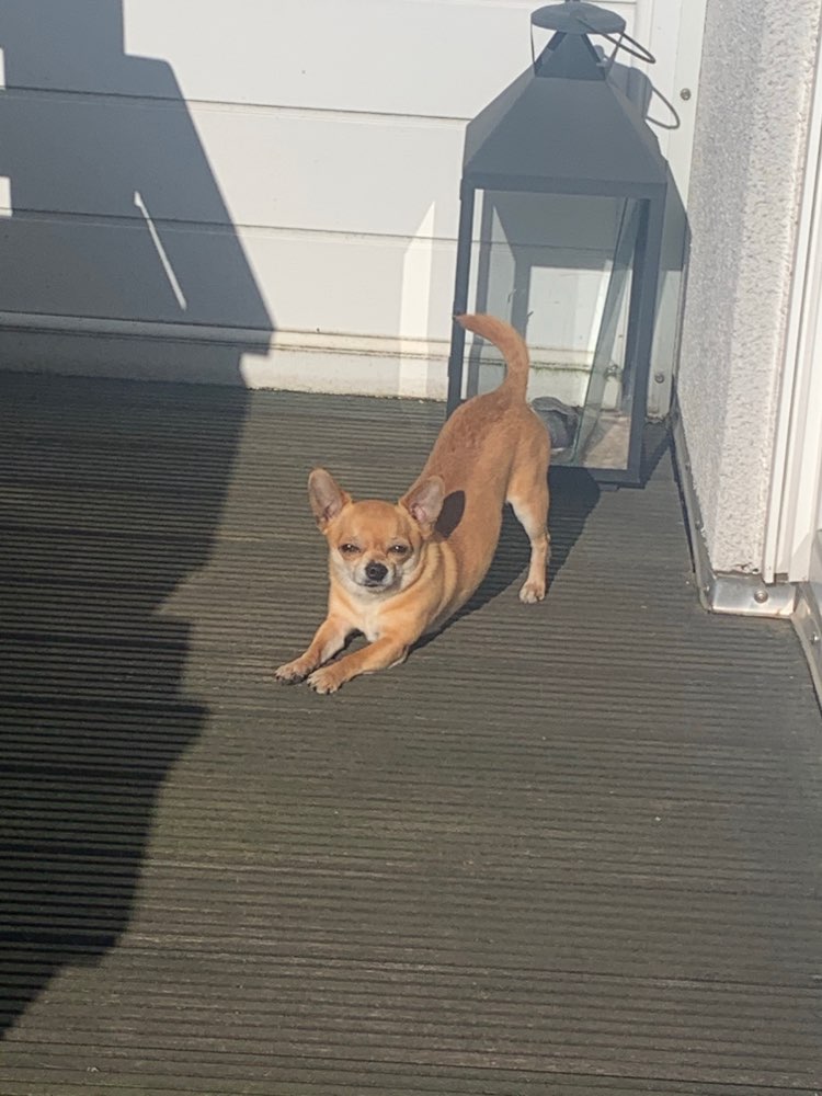 Hundetreffen-Gassi/Spielen im Miniformat-Profilbild