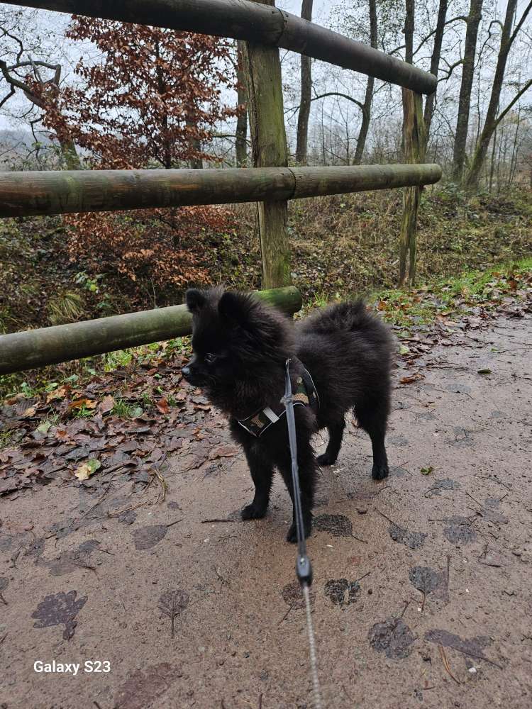 Hundetreffen-Junghund sucht netten Spielkumpel 🐶-Profilbild