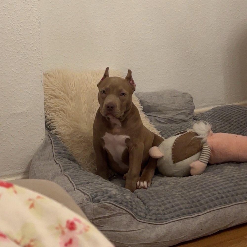 Hundetreffen-Mein Welpe sucht Gassigenossen (10 Wochen alt)-Profilbild