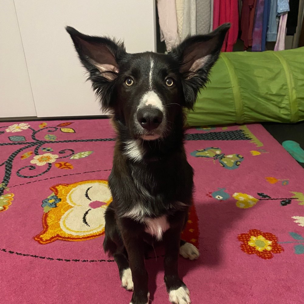 Hundetreffen-Spielfreunde gesucht-Profilbild