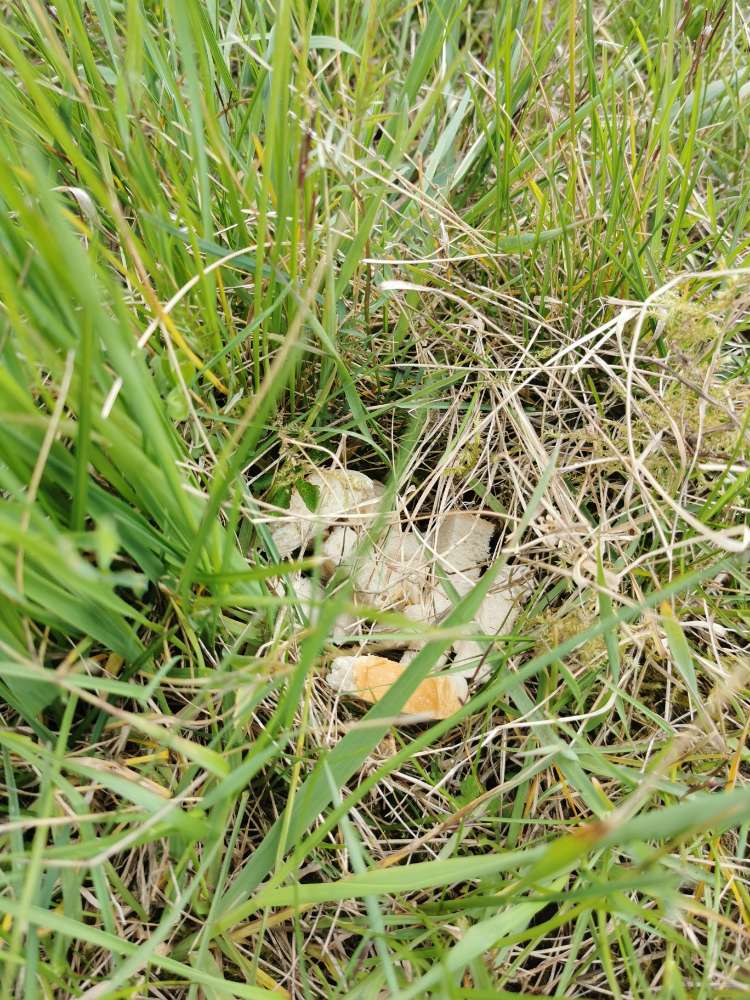 Giftköder-Ggf. Giftköder?-Profilbild