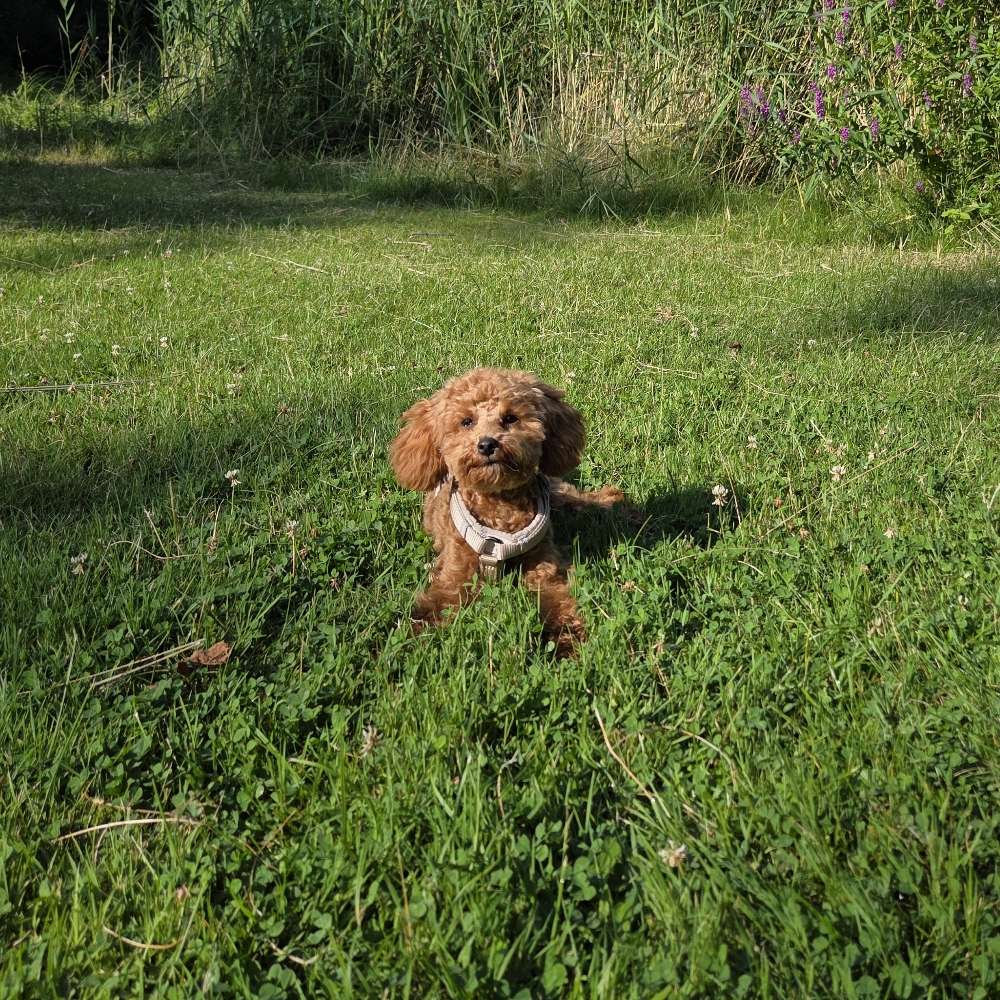 Hundetreffen-Junghundtreffen zum Spielen, Spazieren und Üben!-Profilbild