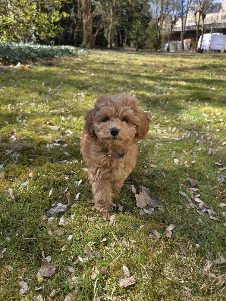 Hundetreffen-Welpentreffen im Tiergarten/Grunewald-Profilbild