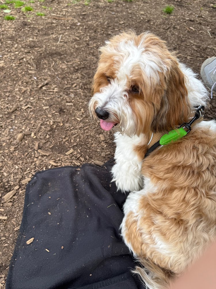 Hundetreffen-Gassirunde und Begegnungstraining in der List-Profilbild