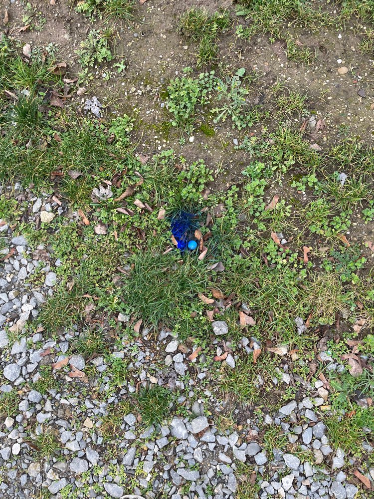 Giftköder-Blaue Kugel-Profilbild