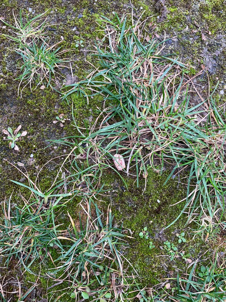 Giftköder-Giftköder-Profilbild