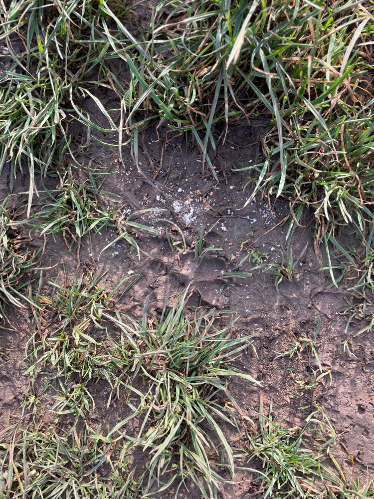 Giftköder-Möglicher Giftköder-Profilbild