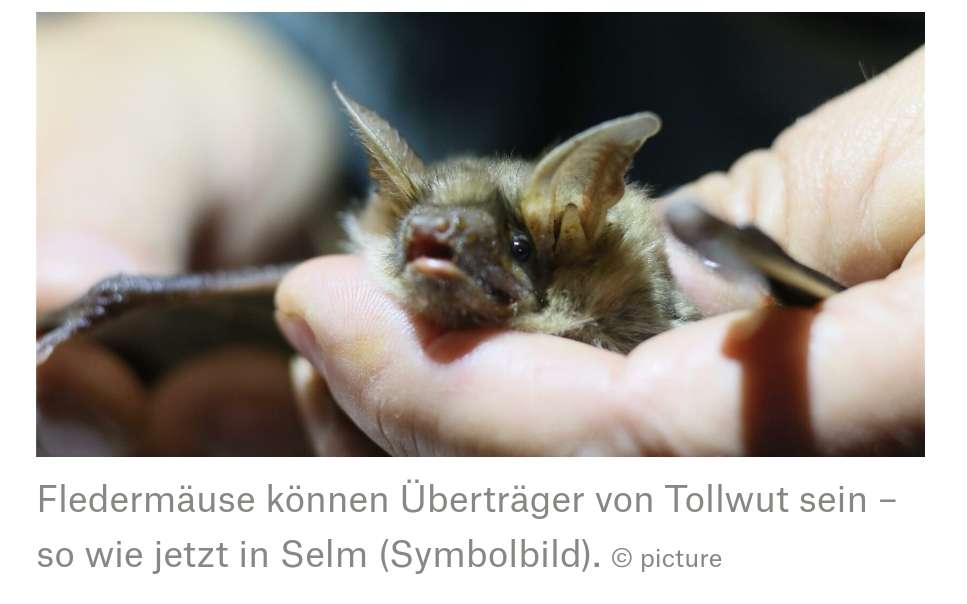 Giftköder-⚠️ Tollwut bei Fledermäusen ⚠️-Profilbild