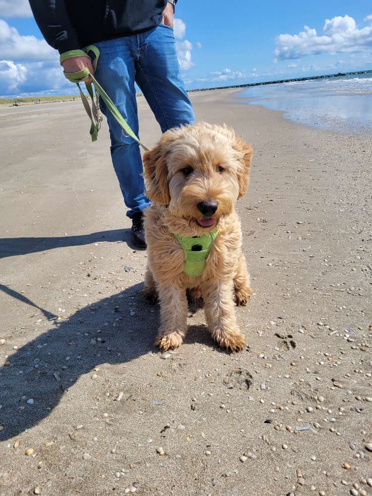 Hundetreffen-Spiel und Gassi Freunde gesucht-Profilbild