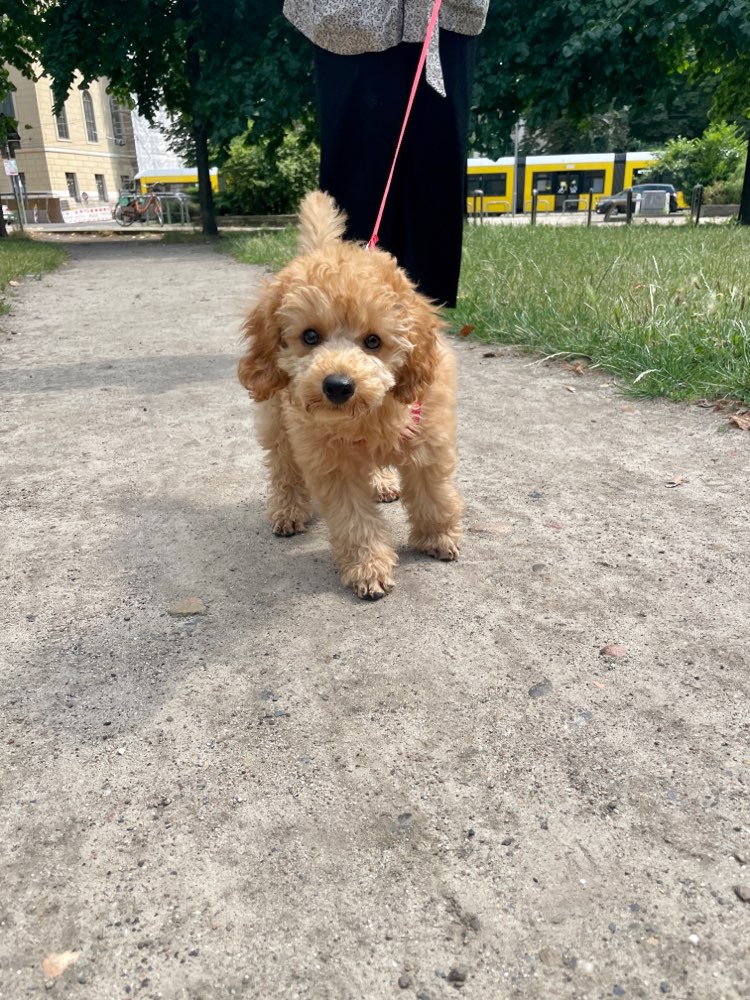 Hundetreffen-Welpentreffen in Mitte-Profilbild