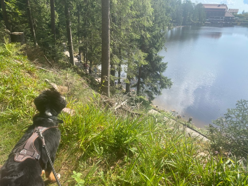 Hundetreffen-Freunde gesucht!-Profilbild