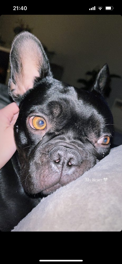 Hundetreffen-Trainingspartner für Leinenpöbler und Angsthase 🐰-Profilbild