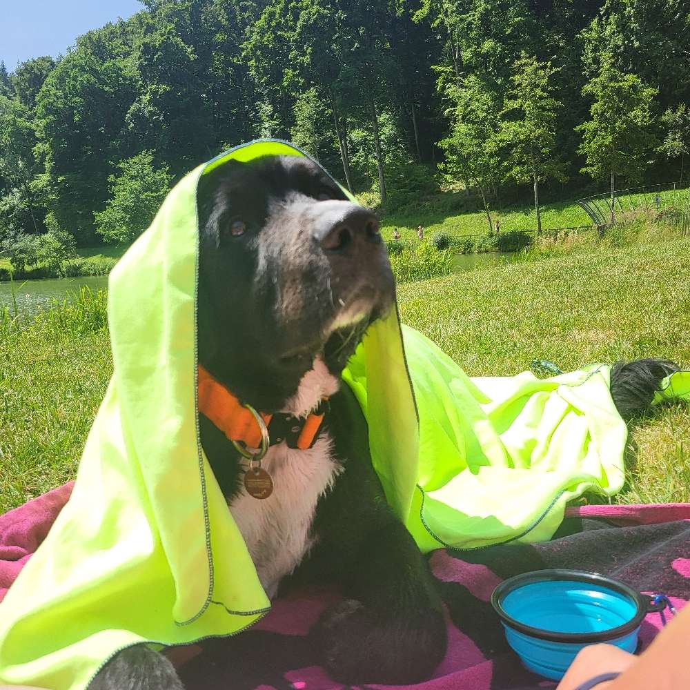 Hundetreffen-Hundetreff-Profilbild