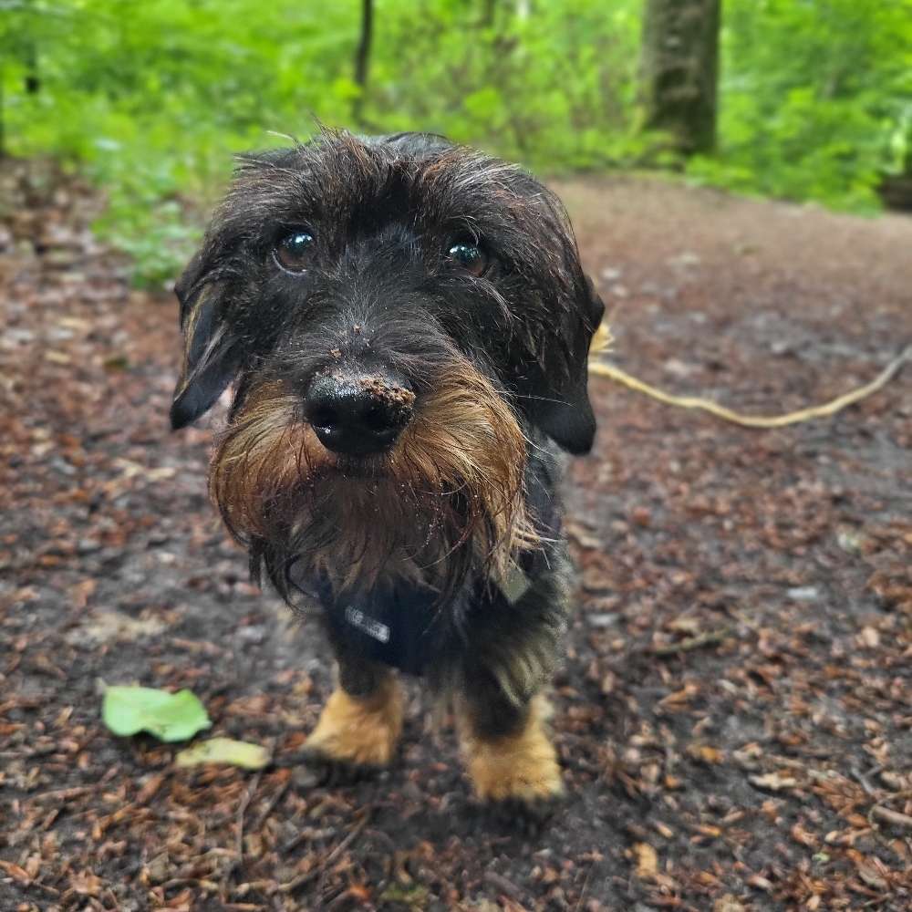 Hundetreffen-Spaziergänge Bergisch Gladbach und Umgebung-Profilbild