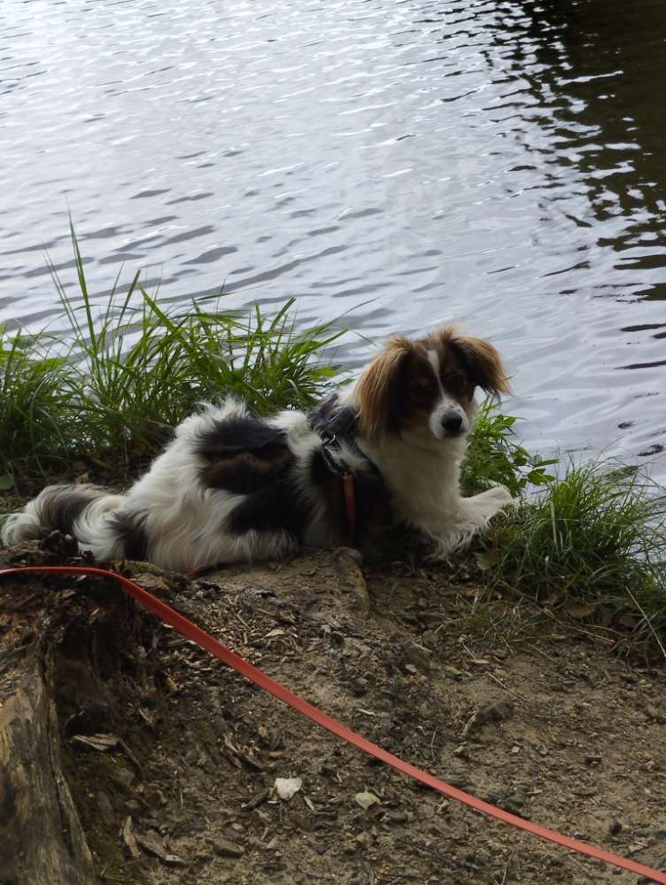 Hundetreffen-Gemeinsam wandern, spielen oder spazieren-Profilbild