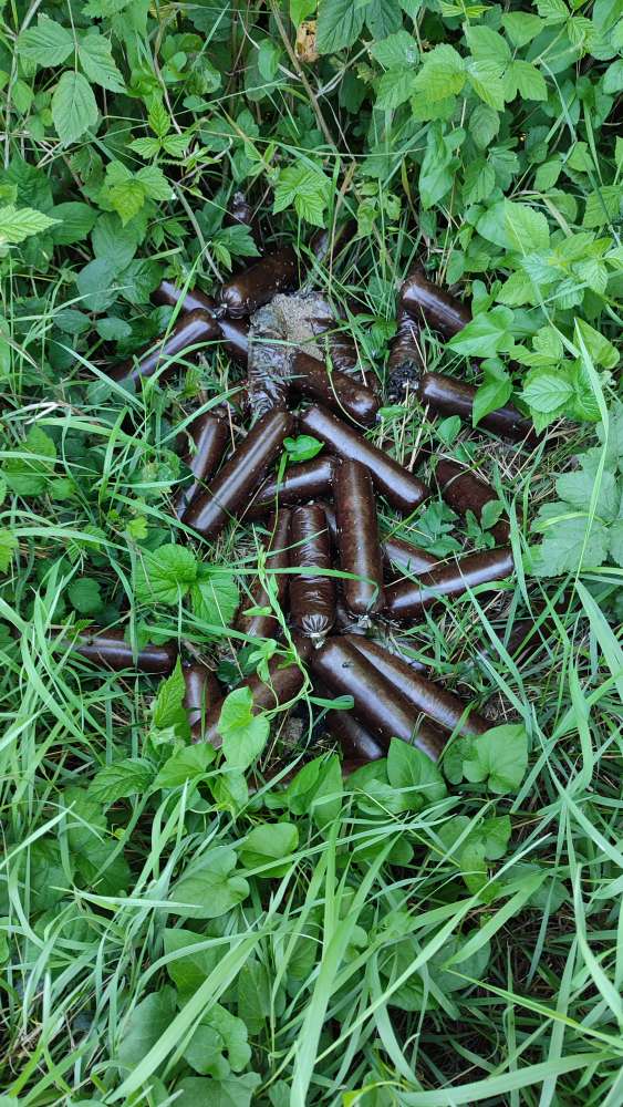 Giftköder-Giftköder oder vergoreneschlechte Würste-Profilbild