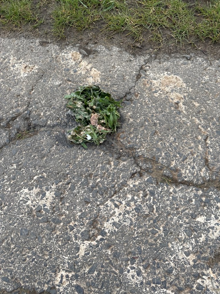 Giftköder-Giftköder-Profilbild