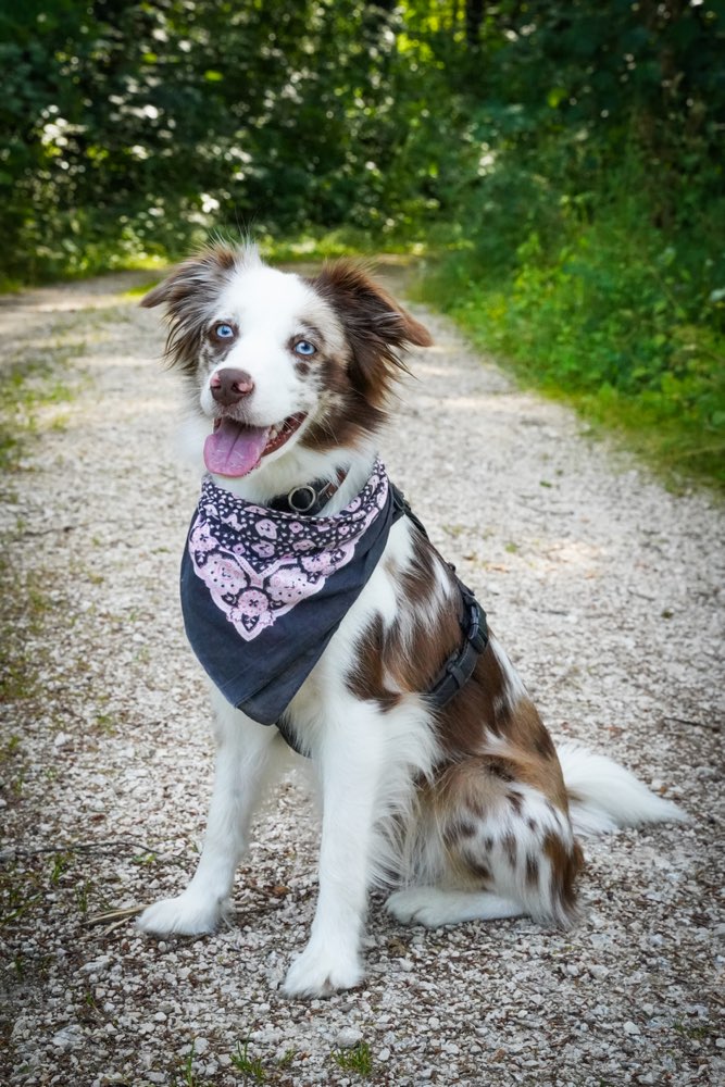 Hundetreffen-Zusammenleben mit Kleinkindern üben-Profilbild