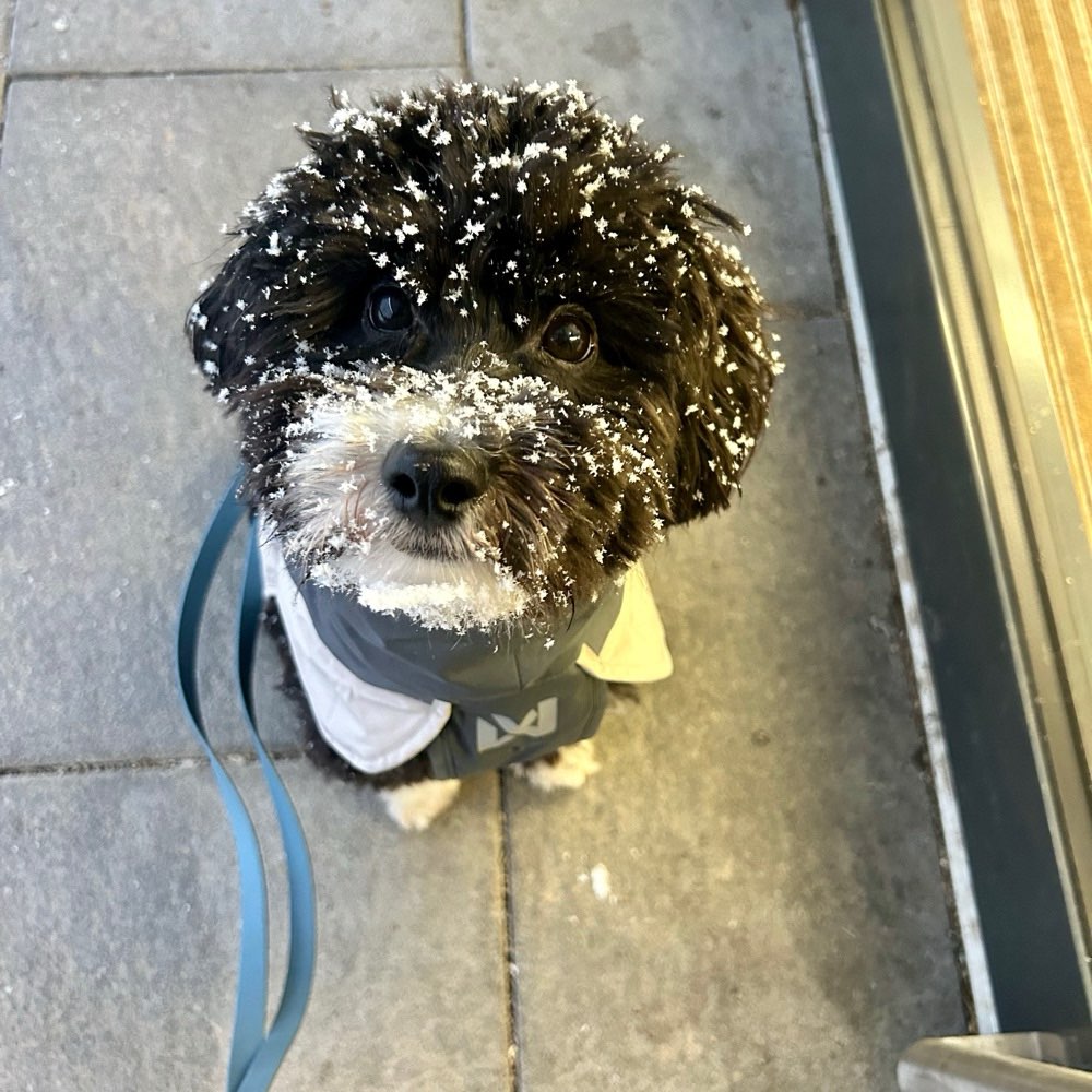 Hundetreffen-Playdate-Profilbild