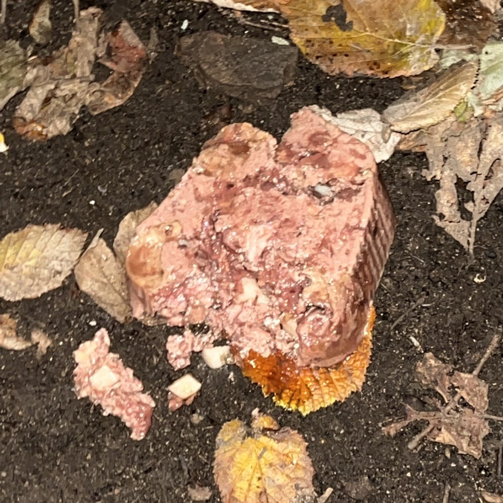 Giftköder-Vermutlich Giftköder in der Nordstadt-Profilbild