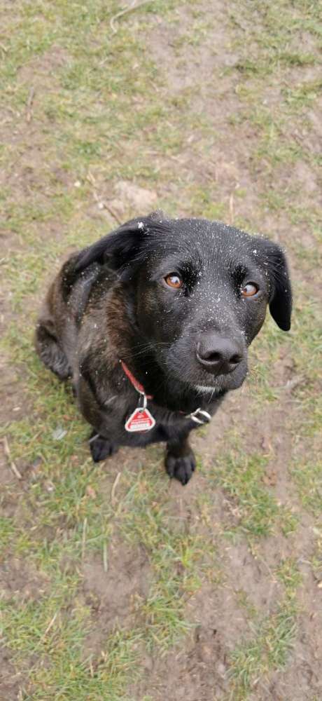 Hundetreffen-Sozialer Austausch?-Profilbild