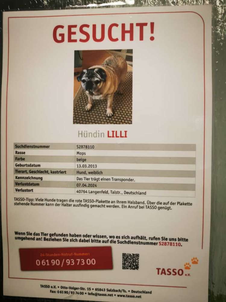 Suchmeldung-Lilli-Profilbild