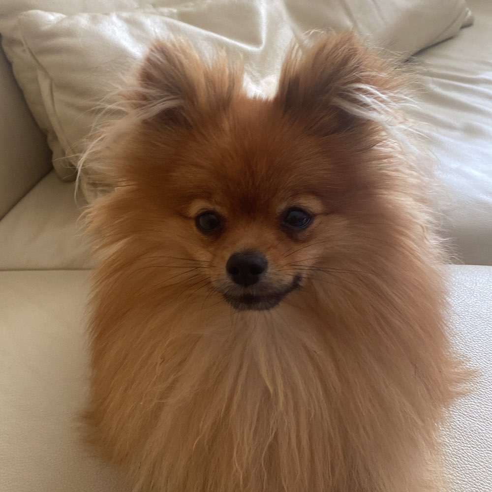 Hundetreffen-Spielfreund für kleinen Zwergspitz-Profilbild