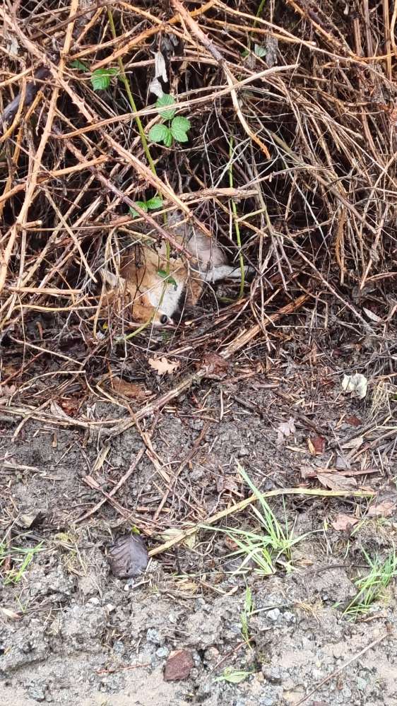 Giftköder-TOTER  Fuchs-Profilbild